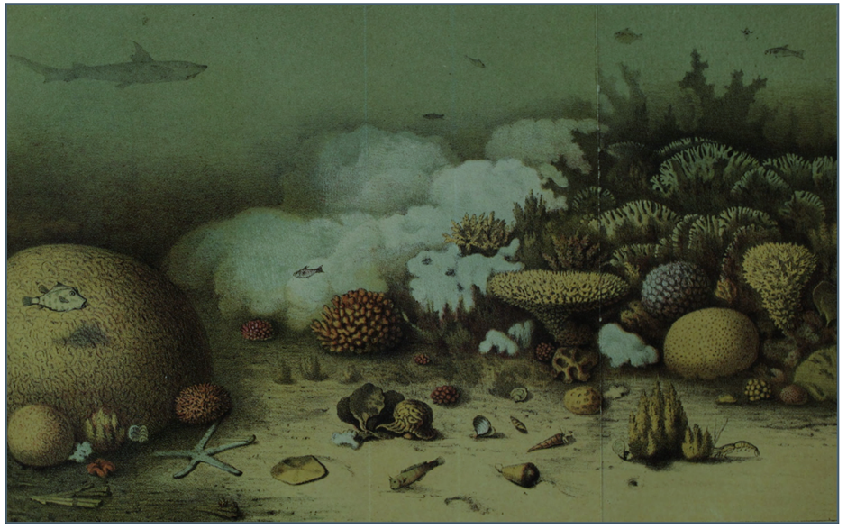 Bleaching has always happened – Great Barrier Reef Science Commentary